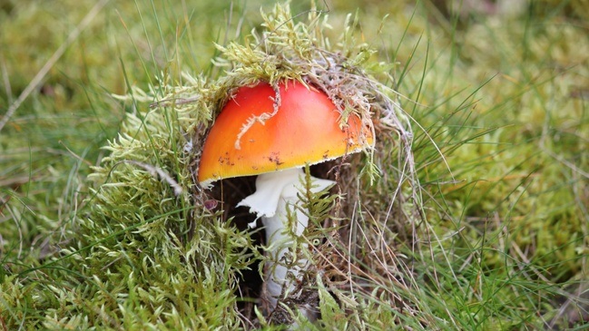 Stadtwildnis entdecken im Herbst
