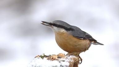 Familienführung "Tierische Winterpläne"