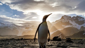 Der Pinguin meines Lebens
