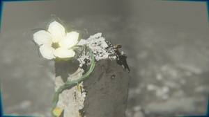 INTERFILM 41: Blooming