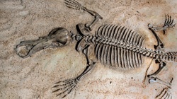 Museum am Löwentor | Naturkundemuseum Stuttgart
