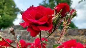 Fest der Rose im Würzburger Logenhaus