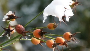 Führung: Winterruhe – GartenPraxis im Westfalenpark