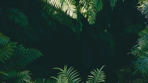 TULUM SESSIONS