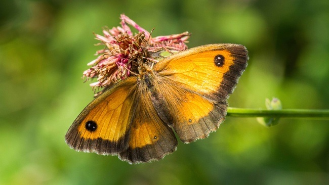 Tag der biologischen Vielfalt am Naturmuseum Dortmund