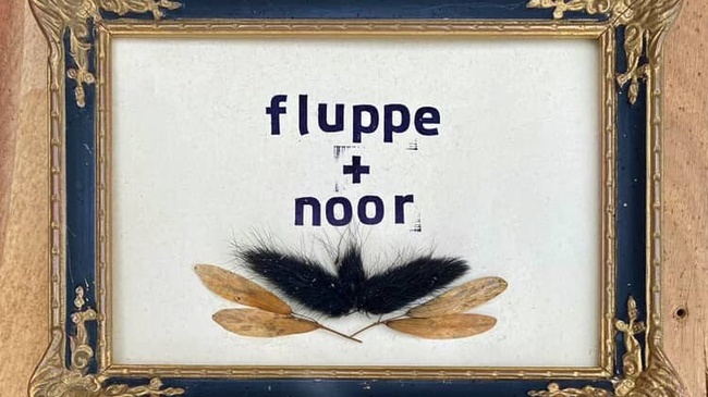 Fluppe (indie punk, hh) + Noor (indie punk, sh)