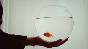 Solo mit Goldfisch