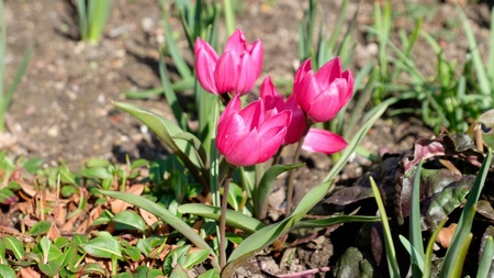 EXKURSION | Frühblüher des Benrather Schlossparks