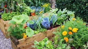 Kochbuchflohmarkt und Gartenplausch zusammen mit dem NABU Dortmund