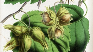 Erntedank – Obst, Beeren und Nüsse