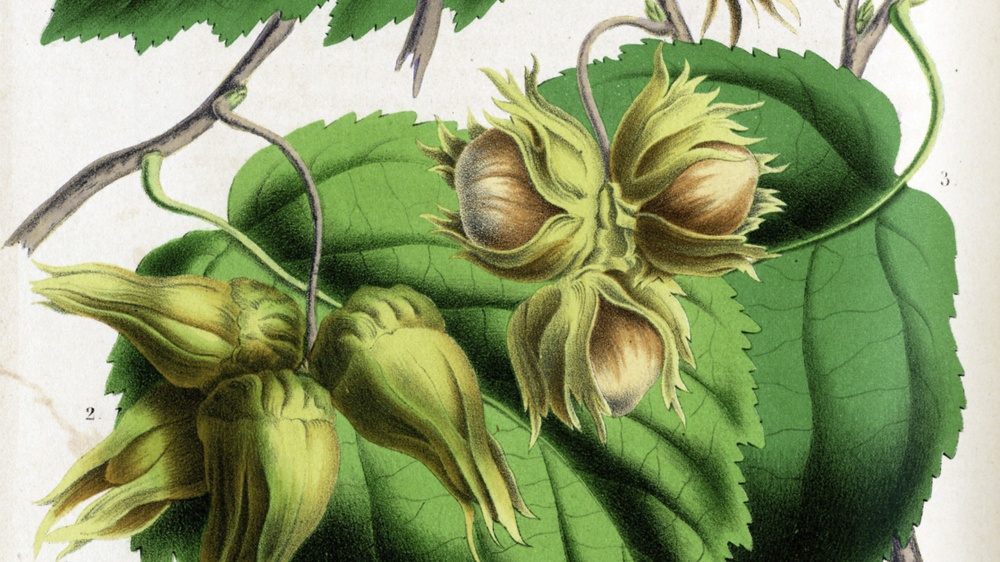 Erntedank – Obst, Beeren und Nüsse