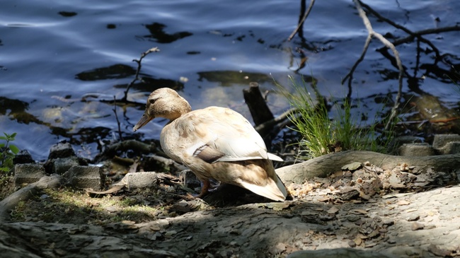EXKURSION | Vogelwelt des Benrather Schlossparks