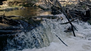 Rettet die Vielfalt: Plädoyer für eine biodiverse Gesellschaft