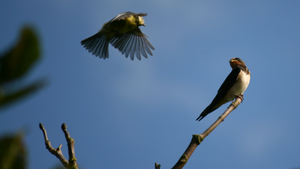 Die geheime Sprache der Vögel