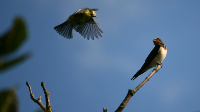 Die geheime Sprache der Vögel
