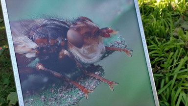 Insektenfreundliche Sommerferienwoche - Blüh-Helden