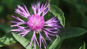 Basteln mit Wildblumen
