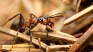 Vortrag: Die Natur als Vorbild. Von Ameisenkiefern und chirurgischen Nadelhaltern