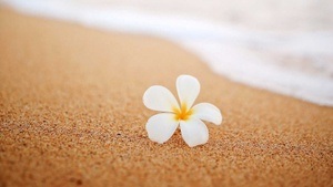 Ho'oponopono – Hawaiianisches Vergebungsritual