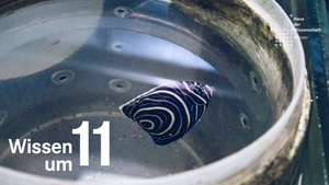 Wissen um 11: Vom Riff ins Wohnzimmer: Wege zu einem fairen und nachhaltigen Zierfischhandel