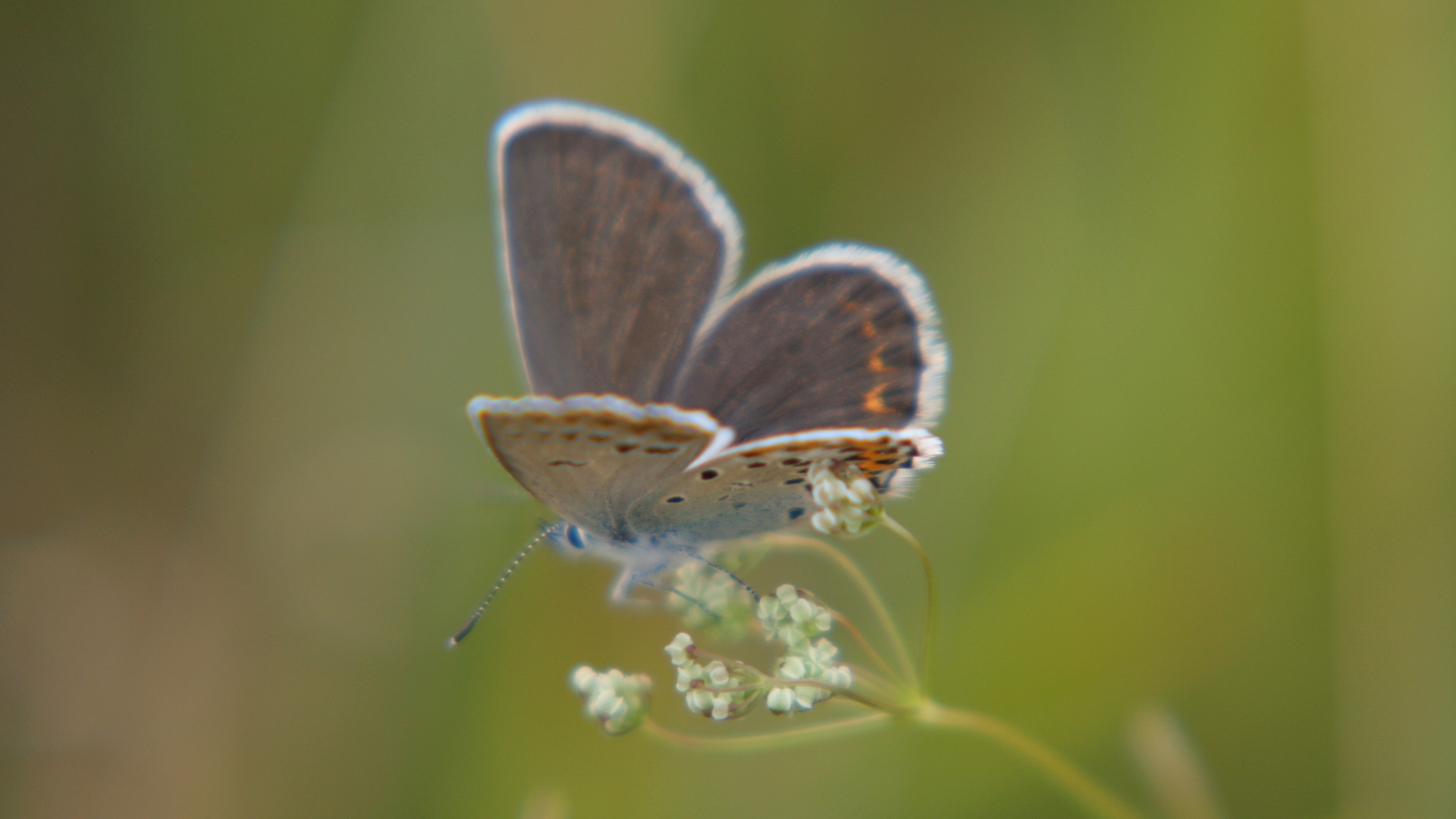 Wir entdecken den Schatz der Wiese  - Ferientag in der Fröttmaninger Heide