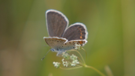 Wir entdecken den Schatz der Wiese  - Ferientag in der Fröttmaninger Heide