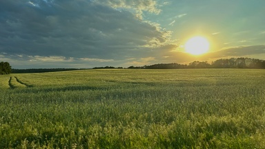 The Field