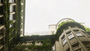 Wachsende Stadt - Rundgang zu Fassadenbegrünung in der Innenstadt