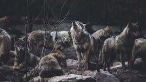 Wer hat Angst vorm bösen Wolf?