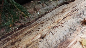 Symbiotic Wood