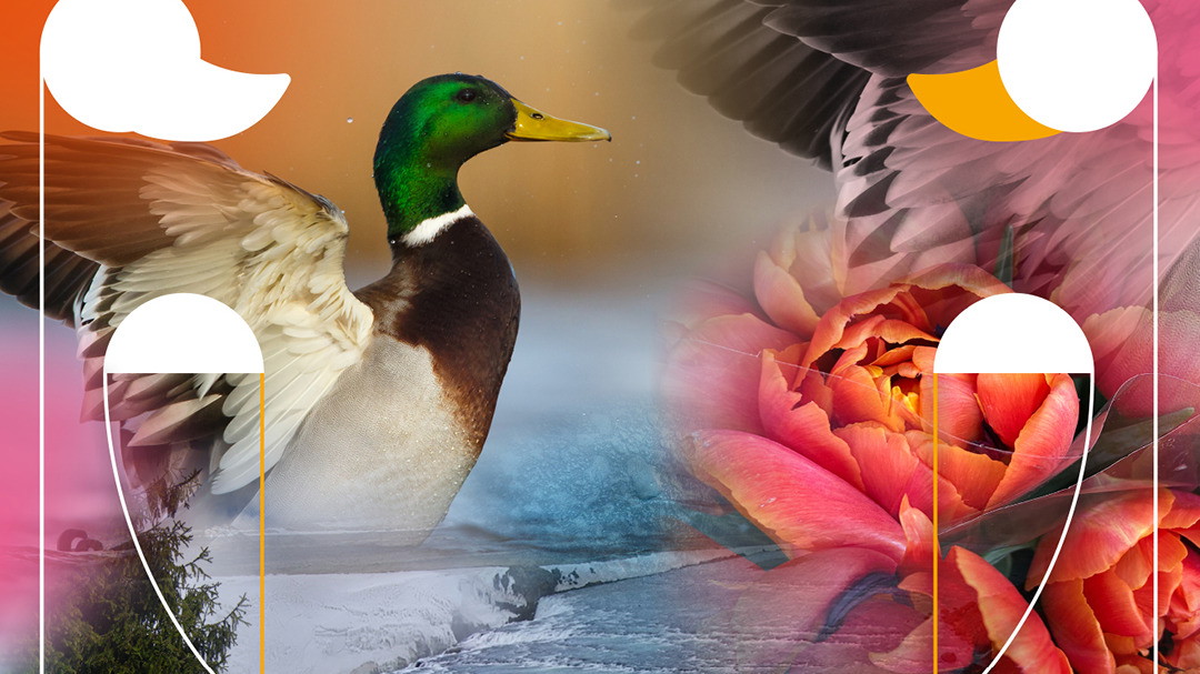 Ente, Tod und Tulpe