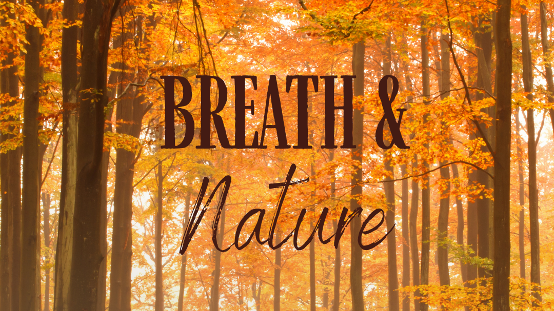 Breath and Nature – Herbstedition: Auftanken im Wald durch Atmung und Naturverbindung 🍁