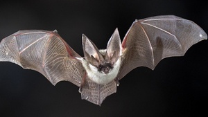 FÜHRUNG | Fledermäuse im Schlosspark