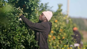 LETsDOK NRW: The Pickers