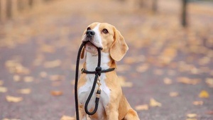 Tierschutz konkret: Aufgaben und Herausforderungen des Tierheims Bremerhaven  Information und Diskussion