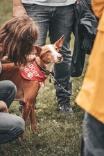 Bark Date - finde deinen neuen Besten Freund