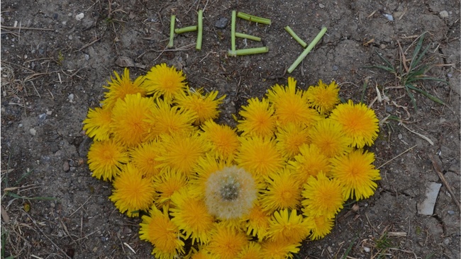 Singel-Kräuterrunde in Erfurt