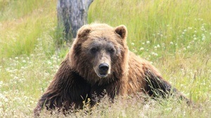 Der Bär auf dem Försterball