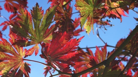 Baum(t)raum – herbstbunt!