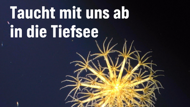 Taucht mit uns in ab in die Tiefsee