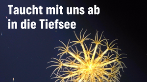 Taucht mit uns in ab in die Tiefsee