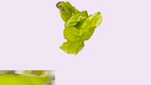 fi x Regal & Frank Music