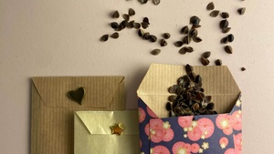 Geschenkumschläge mit Blumensamen