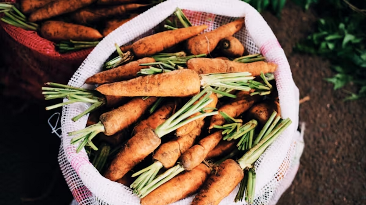 Sachsenmarkt Lingnerallee