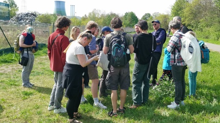 Exkursion: Wildbienenspaziergang am Proschhübel