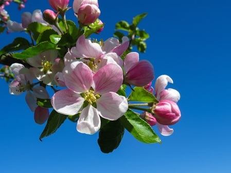 Erlebnistage zur Apfelblüte