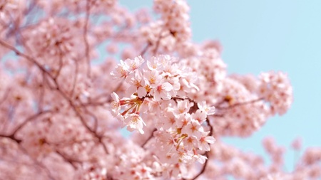 Japan-Tag 2026