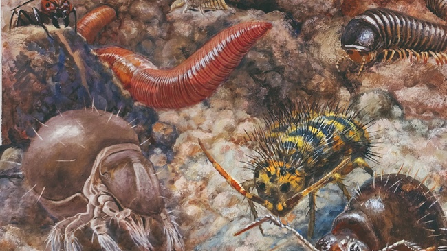 Die dünne Haut der Erde – Unsere Böden