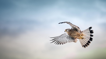 Vögel der Tegeler Stadtheide – Elektrocar-Tour