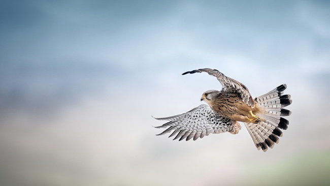 Vögel der Tegeler Stadtheide – Elektrocar-Tour